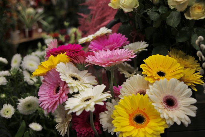 Le gerbera photo 2